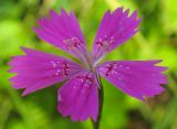 Dianthus deltoides. Цветок. Татарстан, Бавлинский р-н. 06.07.2014.