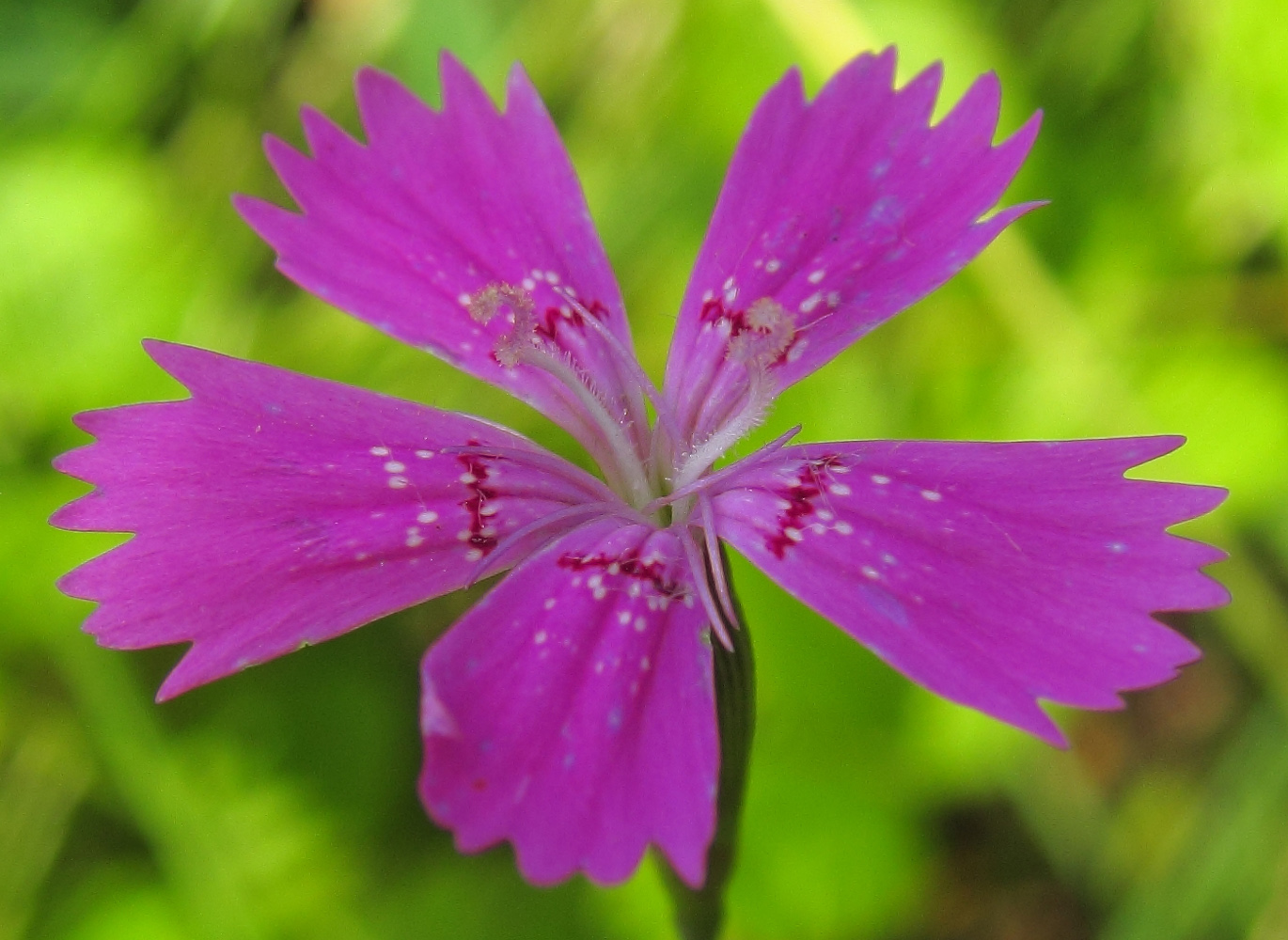 Image of Dianthus deltoides specimen.