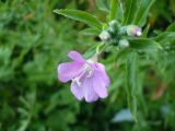 Epilobium hirsutum