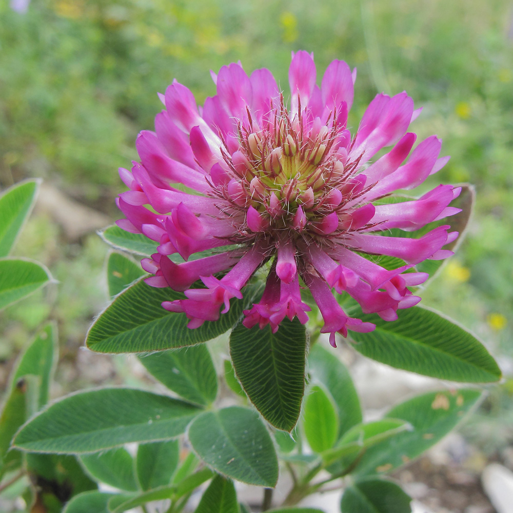 Image of Trifolium medium specimen.