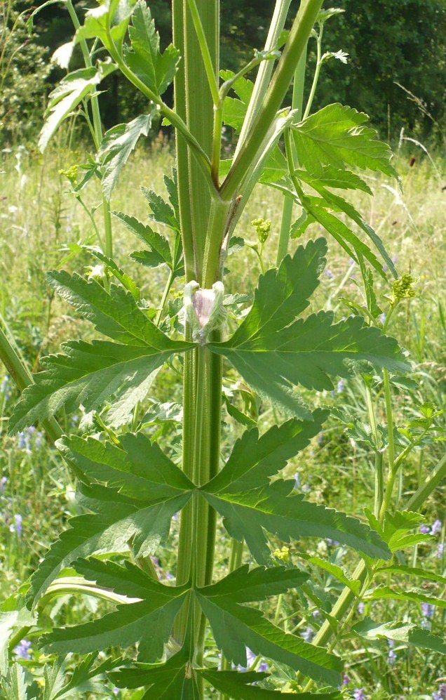 Изображение особи Pastinaca sylvestris.