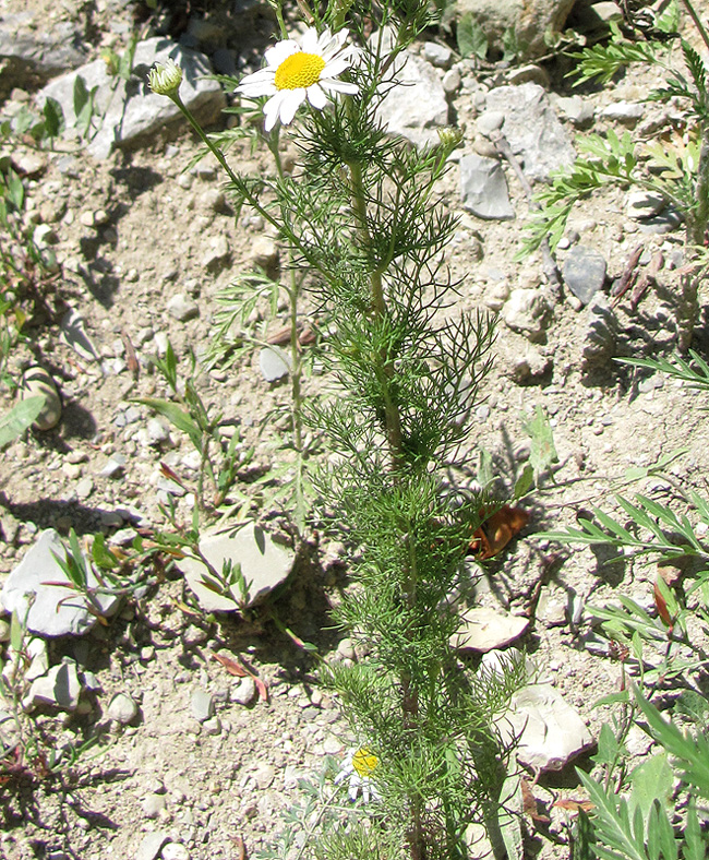 Image of Tripleurospermum inodorum specimen.