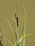 Carex riparia