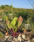 род Plantago. Зацветающее растение. Краснодарский край, окр. г. Крымск, берег р. Адагум. 25.06.2014.