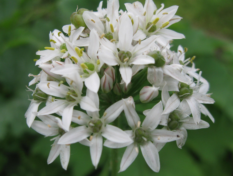 Image of Allium ramosum specimen.