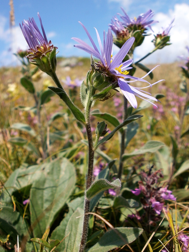 Изображение особи Aster ibericus.