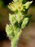 Heuchera cylindrica. Нижняя часть зацветающего соцветия. Германия, г. Дюссельдорф, Ботанический сад университета. 03.06.2014.