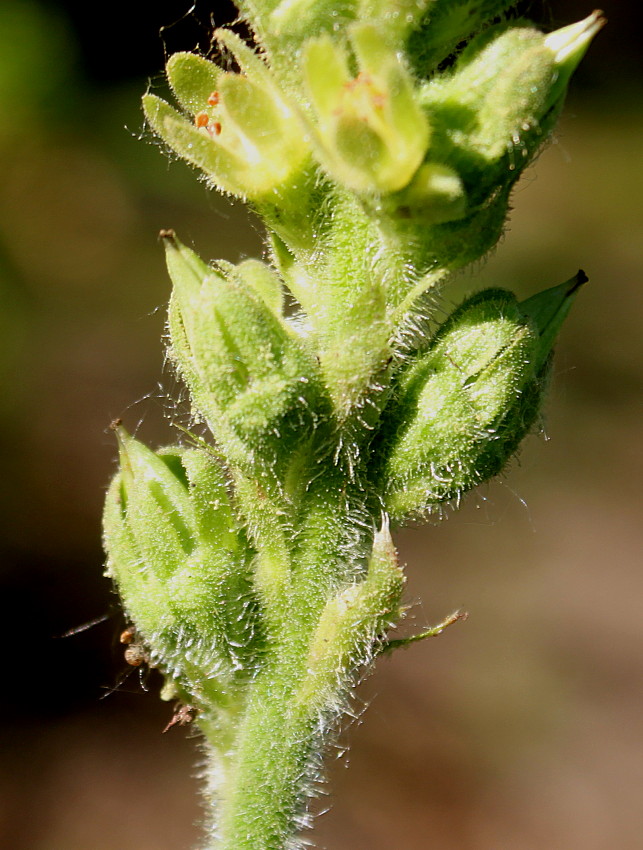 Image of Heuchera cylindrica specimen.