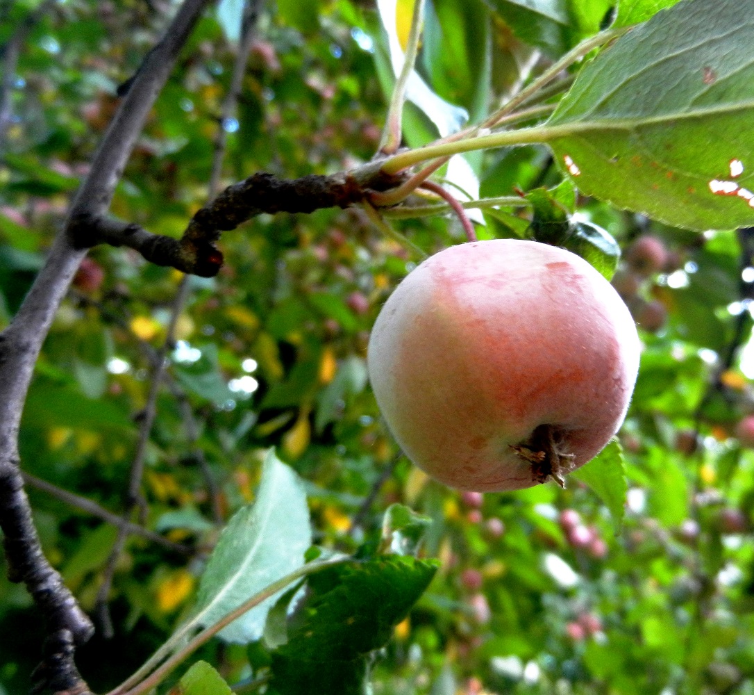 Изображение особи род Malus.