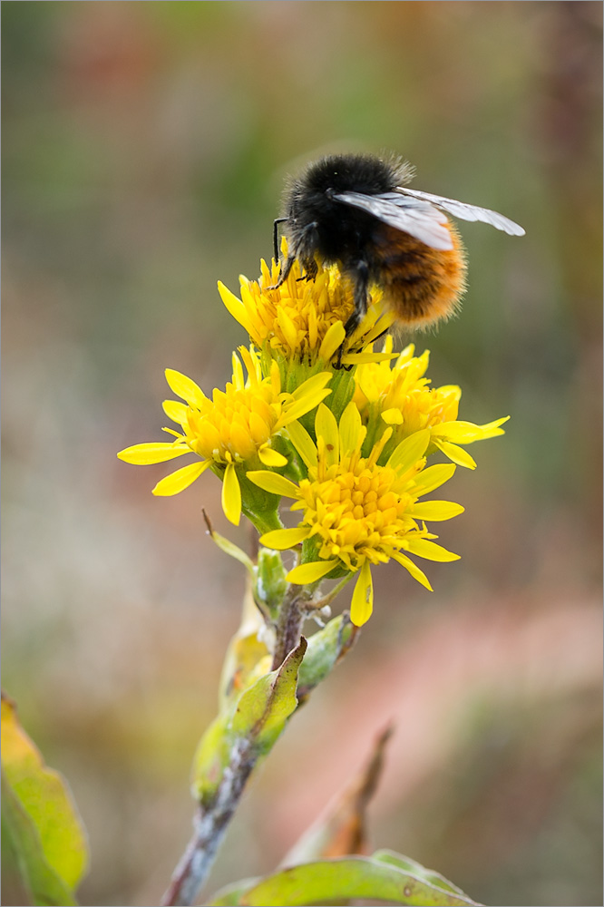 Изображение особи Solidago virgaurea ssp. lapponica.