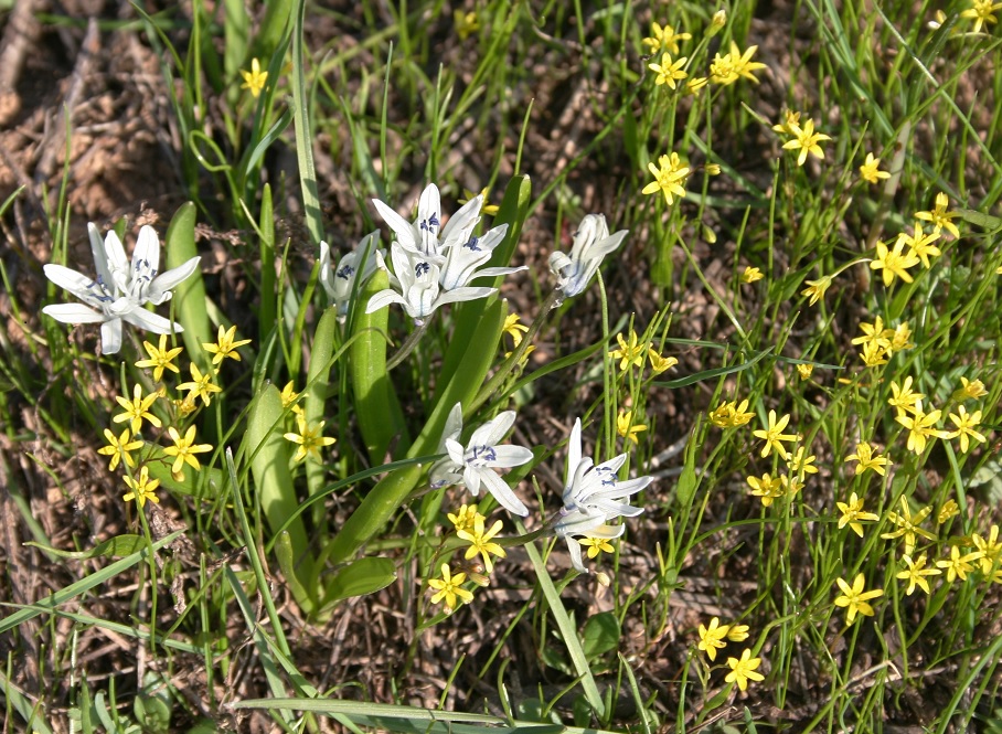 Изображение особи Scilla puschkinioides.