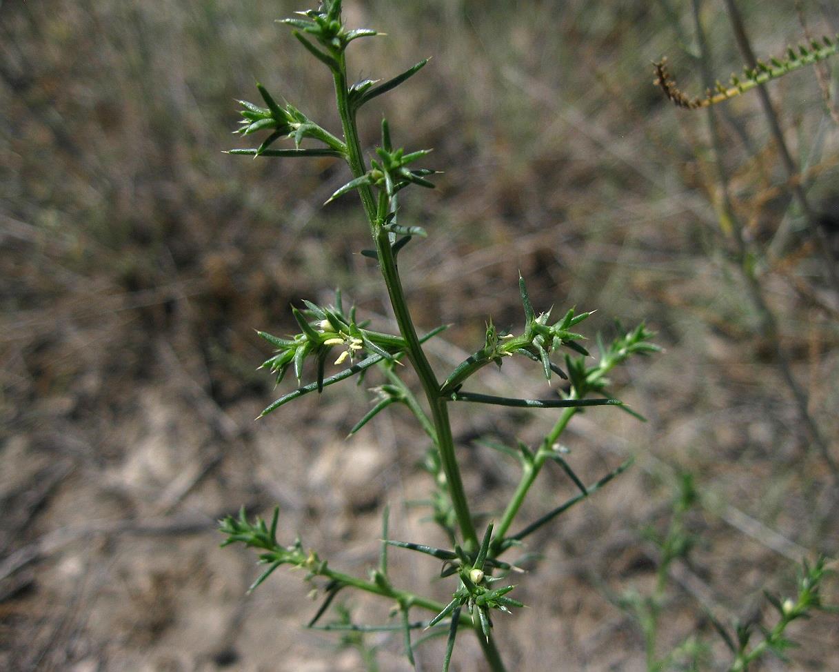 Изображение особи Salsola tamamschjanae.