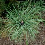 Pinus ponderosa. Верхушка побега. Германия, г. Дюссельдорф, Ботанический сад университета. 05.09.2014.