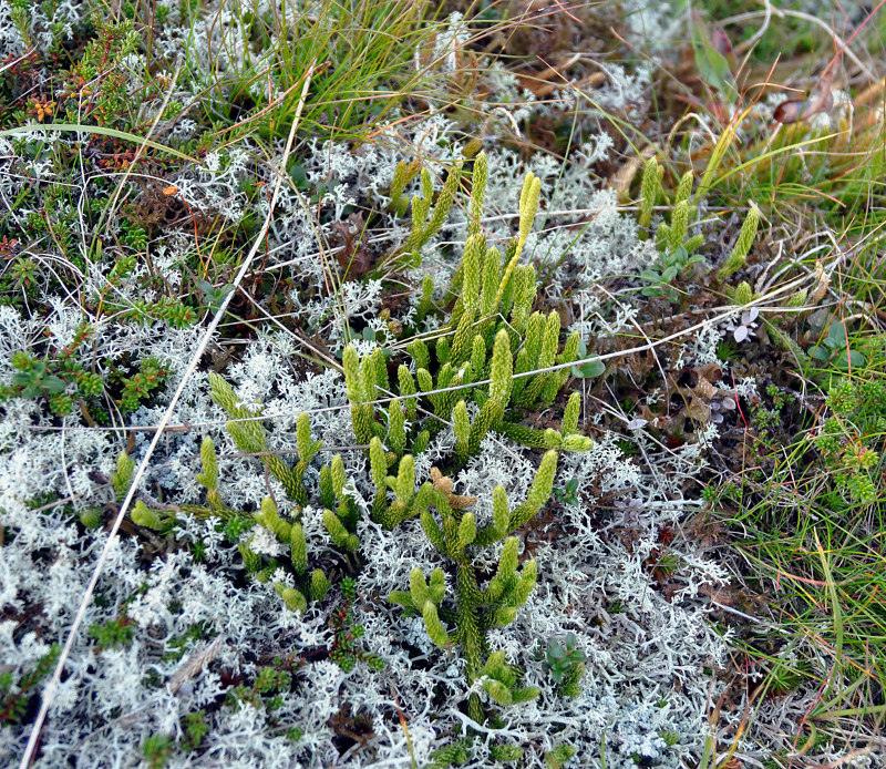 Image of Lycopodium lagopus specimen.