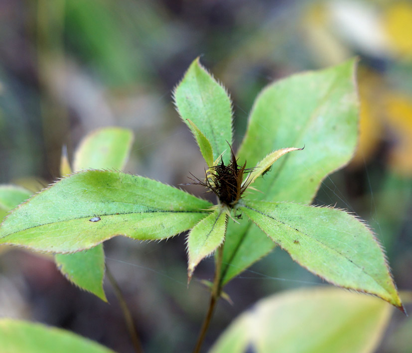 Image of Atractylodes ovata specimen.