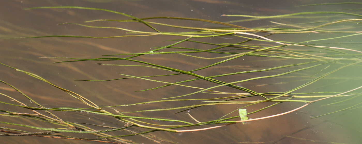 Image of Potamogeton pectinatus specimen.