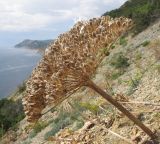 Heracleum stevenii. Верхушка побега с соплодием с созревшими плодами. Краснодарский край, м/о Анапа, окр. пос. Бол. Утриш, обрывисто-осыпной береговой склон. 06.07.2014.