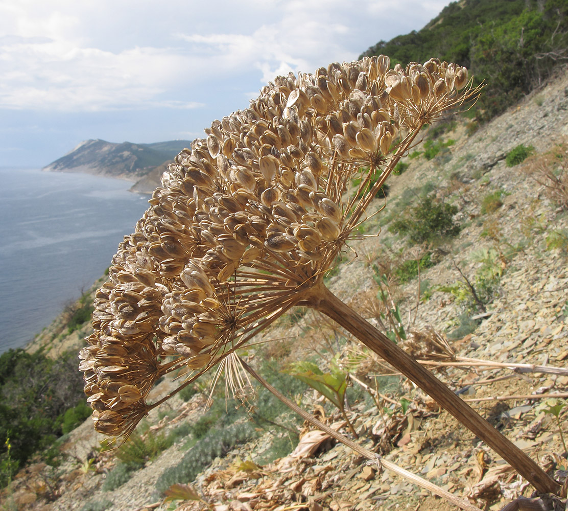 Image of Heracleum stevenii specimen.