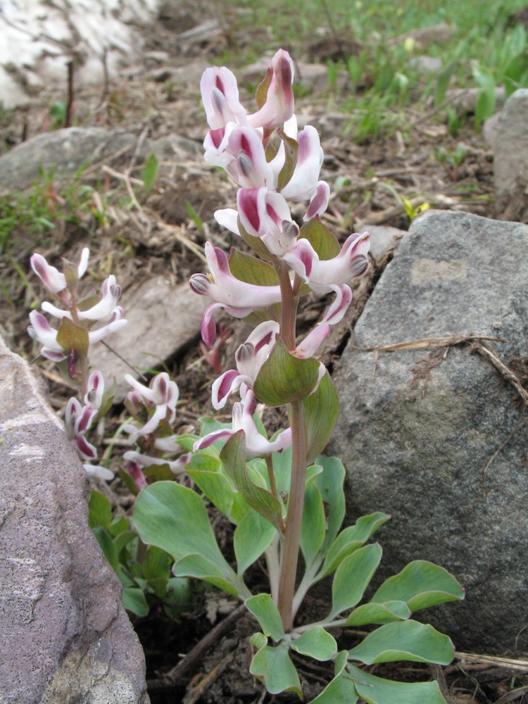 Изображение особи Corydalis ledebouriana.