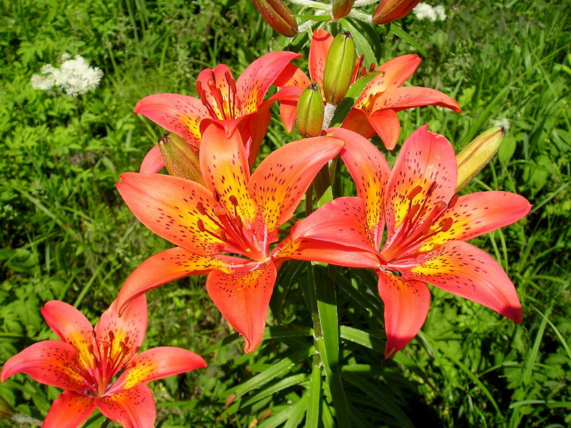 Image of Lilium pensylvanicum specimen.