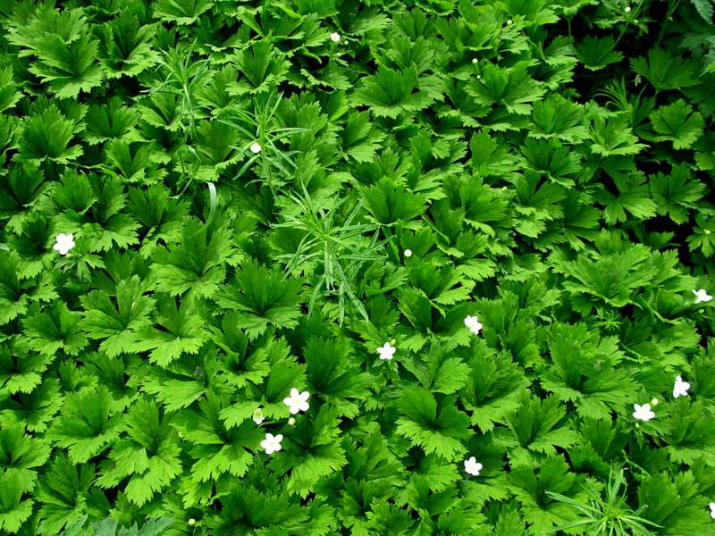 Image of Anemone baicalensis ssp. occidentali-sajanensis specimen.