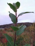 Salix caprea. Верхушка побега. Мурманск, пгт Росляково, заросший антропогенный пустырь. 24.09.2009.