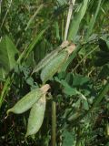 Vicia pannonica