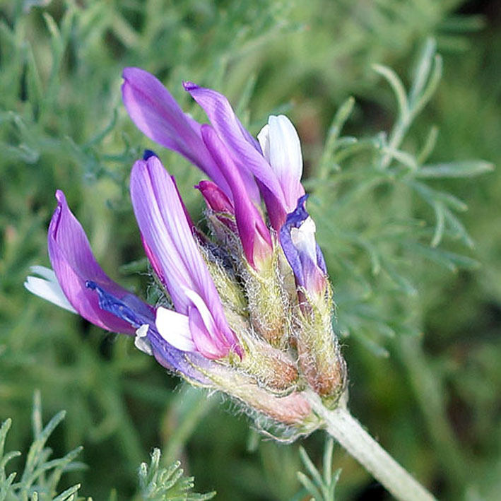 Изображение особи Astragalus angustissimus.