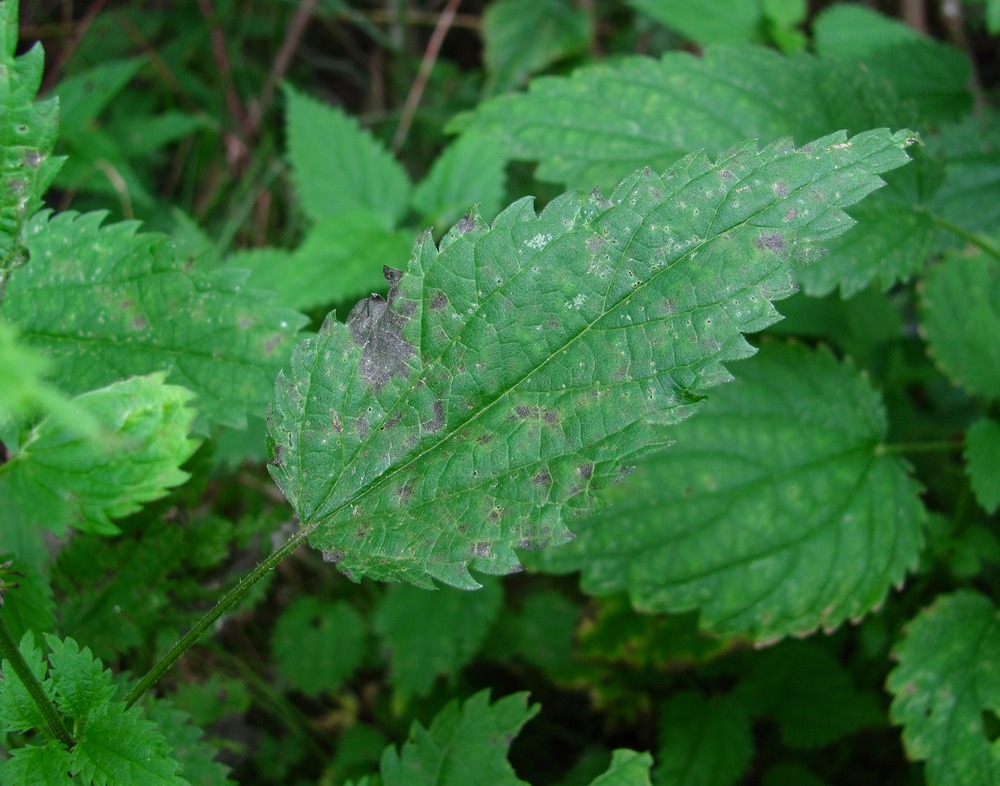 Изображение особи Urtica dioica.