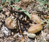 Astragalus sytinii