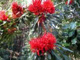 Alloxylon flammeum. Ветвь с цветками. Австралия, г. Брисбен, ботанический сад. 11.10.2015.