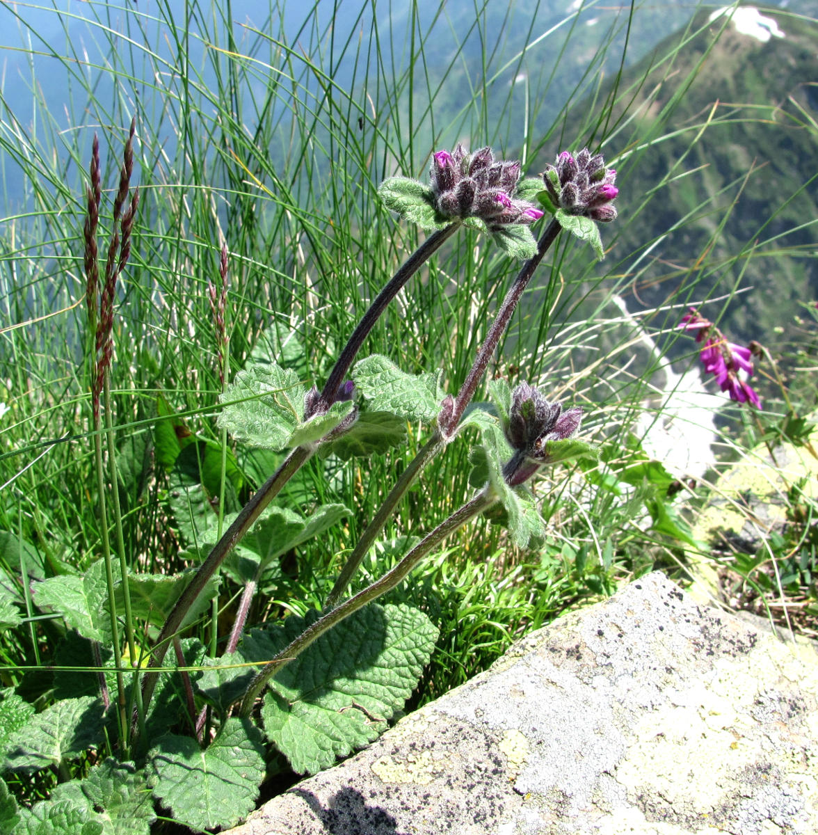 Изображение особи Betonica macrantha.