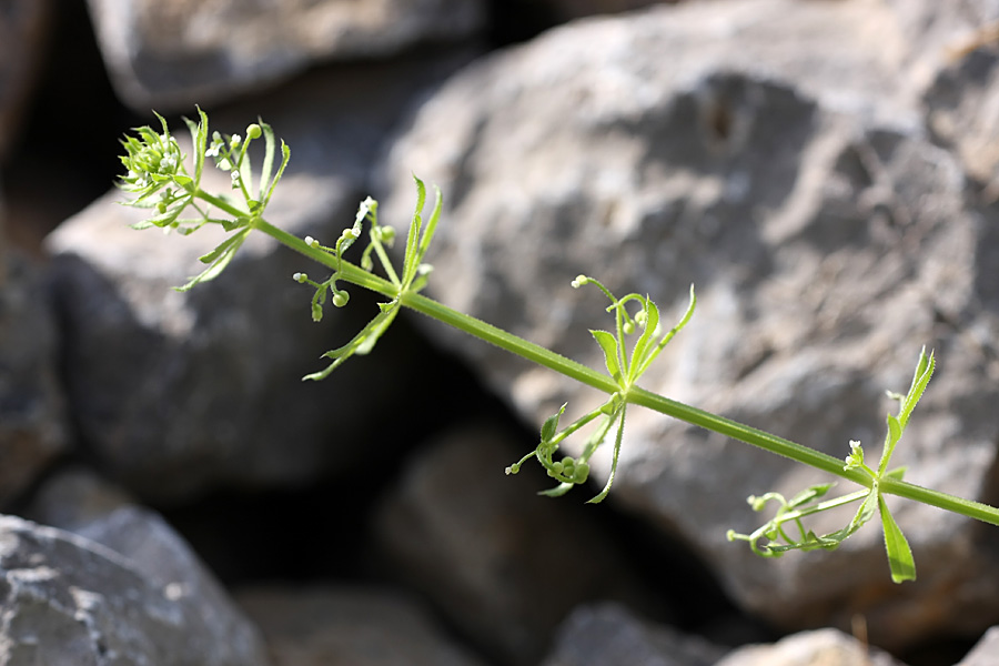 Изображение особи Galium tricornutum.