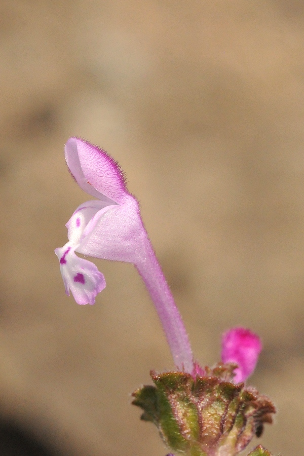 Image of Lamium amplexicaule specimen.