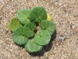 Calystegia soldanella. Вегетирующее растение. Западный Крым, пересыпь озера Кызыл-Яр. 9 июля 2015 г.