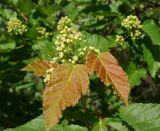 Acer tataricum