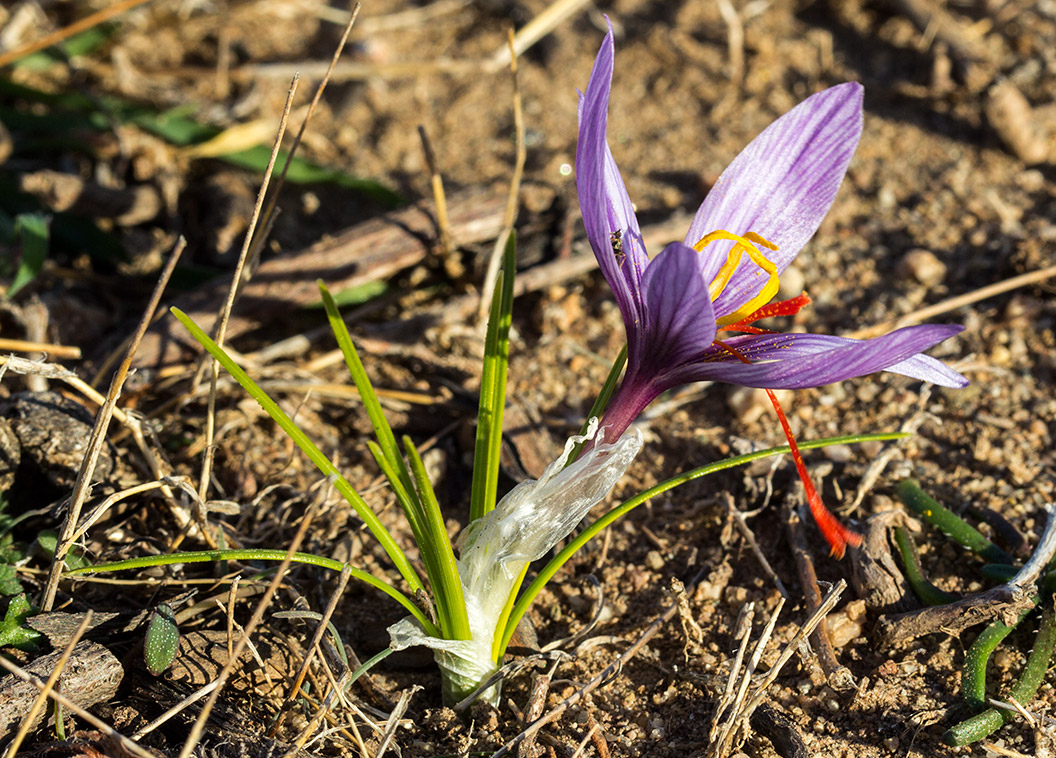 Image of Crocus cartwrightianus specimen.