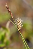 Carex rotundata. Верхушка генеративного побега с женским и мужским соцветиями. Мурманская обл., окр. г. Мурманска, заболоченная кустарничковая тундра. 06.07.2014.
