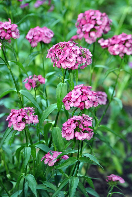 Image of Dianthus barbatus specimen.