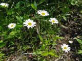 Leucanthemum vulgare