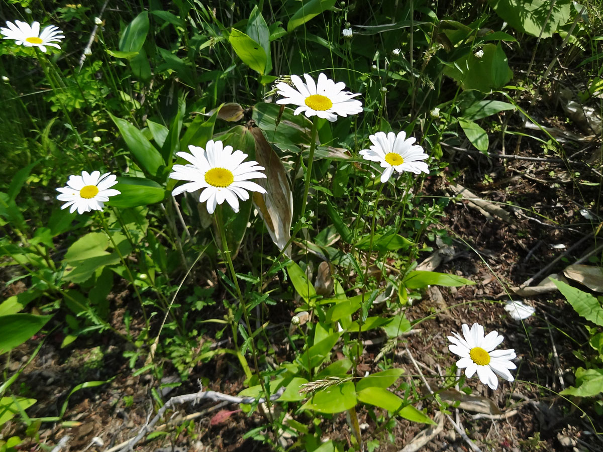 Изображение особи Leucanthemum vulgare.