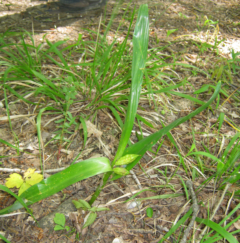 Image of Colchicum umbrosum specimen.