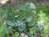 Brunnera sibirica. Цветущее растение. Иркутск, Студгородок, придомовая территория, в культуре. 30.05.2014.