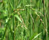 Persicaria hydropiper. Верхушка цветущего растения. Иркутская обл., Ирктский р-н, окр. с. Смоленщина, заболоченный низкий берег р. Иркут. 07.08.2015.