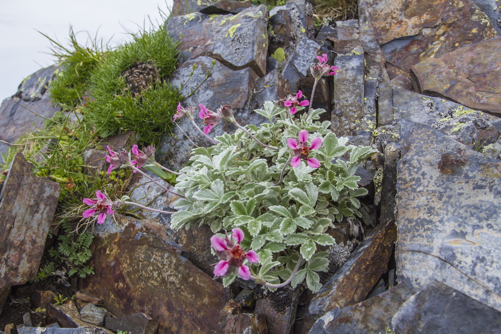 Image of Potentilla divina specimen.