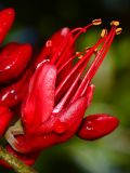 Schotia brachypetala