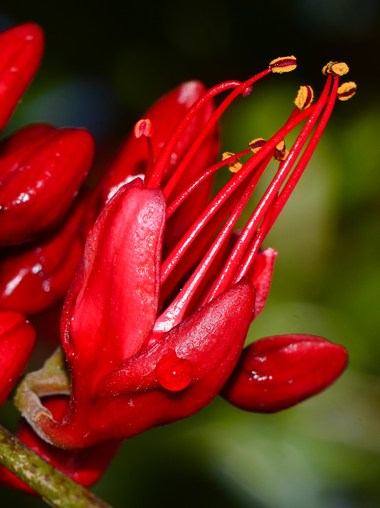 Image of Schotia brachypetala specimen.