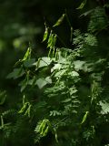 Vicia sylvatica. Плодоносящее растение на ветвях смородины альпийской. Санкт-Петербург, Дудергофские высоты, широколиственный лес. 18.07.2009.