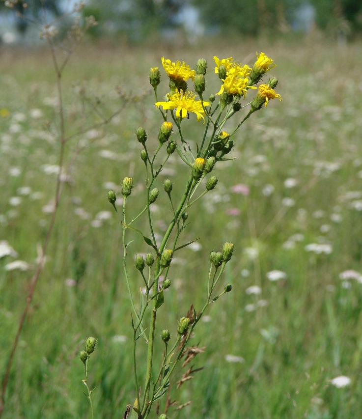 Изображение особи Hieracium umbellatum.