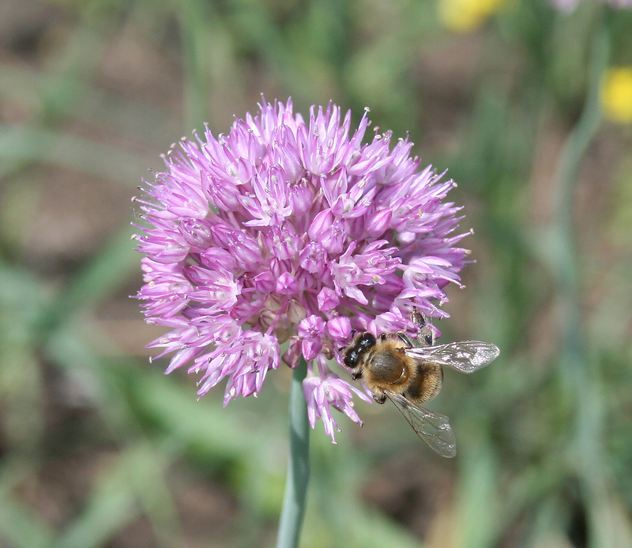 Image of Allium caricifolium specimen.